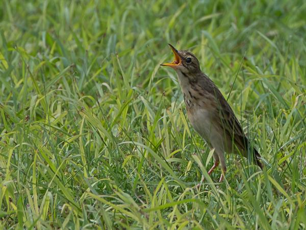 <h3><a href="/trips/srilanka/biota/animalia/chordata/aves/040 passeriformes/119 motacillidae/anthus rufulus/anthus rufulus-nl.html">Anthus&nbsp;rufulus</a> / Paddyfield&nbsp;pipit / Oriã«ntaalse&nbsp;pieper</h3>NIKON D500 met AF-S Nikkor 80-400mm f/4.5-5.6G ED VR, 1/1600 sec  bij F9.0, ISO 400, afstand 11.8&nbsp;m